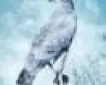Profile picture for user Christophe